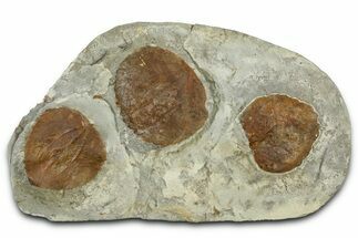 Wide Plate with Three Fossil Leaves (One Species) - Montana #377906