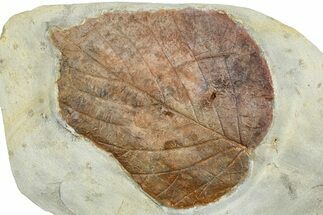 Paleocene Fossil Leaf (Davidia) - Montana #377907