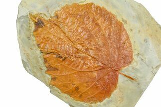 Paleocene Fossil Leaf (Davidia) - Montana #377914
