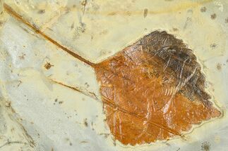 Paleocene Fossil Leaf (Zizyphoides) - Montana #377915