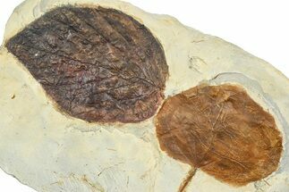 Wide Plate with Two Fossil Leaves (Two Species) - Montana #377916