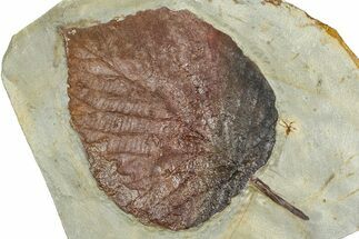 Paleocene Fossil Leaf (Davidia) - Montana #377917