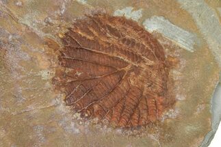 Fossil Leaf - Montana #377925