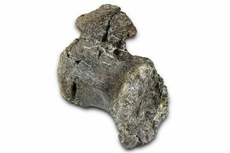 Fossil Sauropod Dinosaur Caudal Vertebra - Wyoming #377929