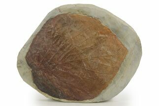 Huge, Paleocene Fossil Leaf (Davidia) - Montana #377937