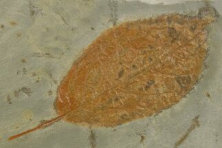Paleocene Fossil Leaf (Fraxinus) - Montana #377946