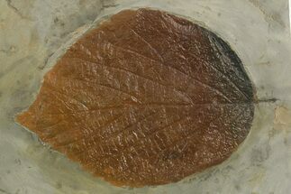 Large, Paleocene Fossil Leaf (Davidia) - Montana #377953