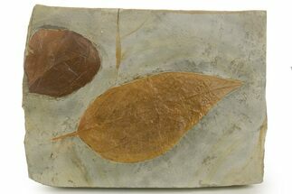 Wide Plate with Two Fossil Leaves (Two Species) - Montana #377957
