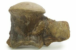 Huge Fossil Mosasaur (Tylosaurus) Vertebra - Texas #377824