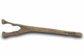 Fossil Hadrosaur (Edmontosaurus) Chevron Bone - Wyoming #377980