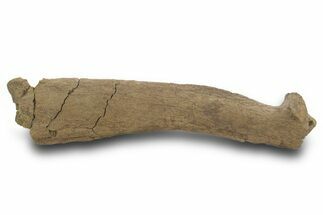 Hadrosaur (Edmontosaurus) Spinous Process - Wyoming #377982