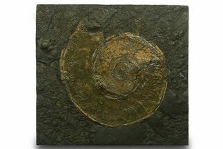 Fossil Ammonite (Harpoceras) - Posidonia Shale, Germany #377992