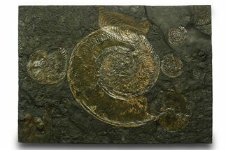 Stunning, Fossil Ammonite Cluster - Posidonia Shale, Germany #377994