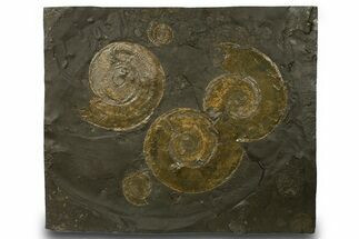 Fossil Ammonite Cluster - Posidonia Shale, Germany #377999