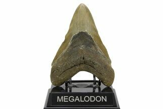 Fossil Megalodon Tooth - North Carolina #378022