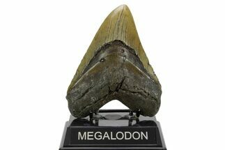 Serrated, Fossil Megalodon Tooth - North Carolina #378024