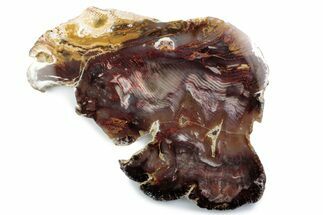 Colorful Hubbard Basin Petrified Wood Slab - Nevada #378172