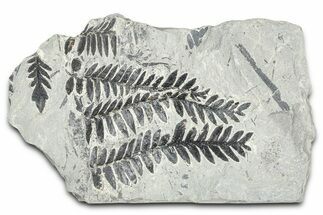 Carboniferous Fossil Fern (Odontopteris) Plate - France #378043