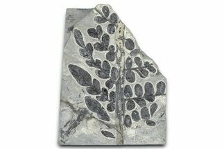 Carboniferous Fossil Fern (Odontopteris) - France #378044