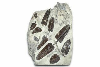 Carboniferous Fossil Fern (Neuropteris) - France #378045