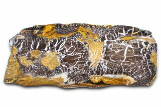Polished Petrified Shrinkwood Slab - Parker, Colorado #378123