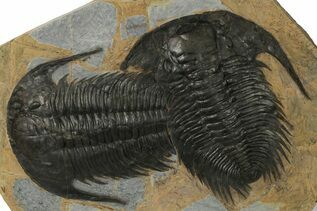 Trilobite Fossils For Sale