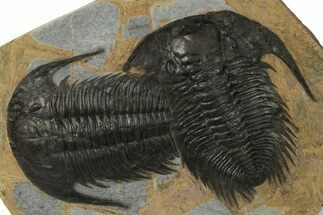 Pair of Huge & Spectacularly Preserved Acadoparadoxides Trilobites #378250