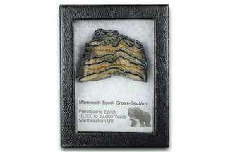 Mammoth Molar Slice With Case - South Carolina #377790