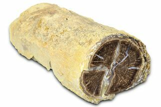 Long Petrified Wood (Schinoxylon) Limb - Blue Forest, Wyoming #377963