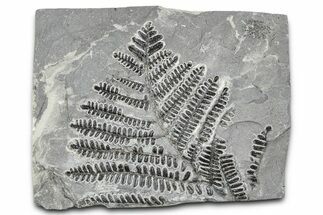 Carboniferous Fossil Fern (Pecopteris) - France #378079