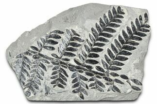 Carboniferous Fossil Fern (Odontopteris) - France #378081
