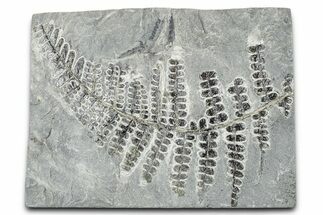 Carboniferous Fossil Fern (Pseudomariopteris) - France #378090