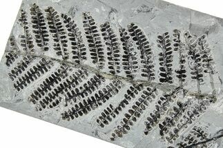 Carboniferous Fossil Fern (Pseudomariopteris) - France #378106