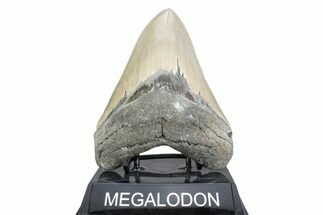 Serrated, Fossil Megalodon Tooth - North Carolina #378049