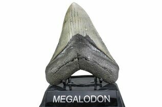 Fossil Shark Teeth For Sale