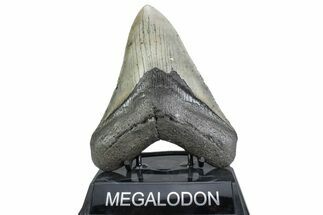 Serrated, Fossil Megalodon Tooth - North Carolina #378056