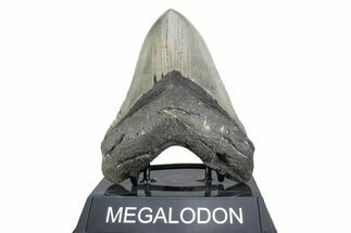 Serrated, Fossil Megalodon Tooth - North Carolina #378070