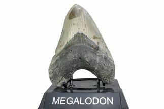 Fossil Megalodon Tooth - North Carolina #378072
