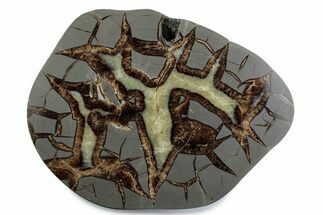 Polished Septarian Nodule End-Cut - Utah #378360