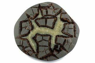 Polished Septarian Nodule End-Cut - Utah #378366