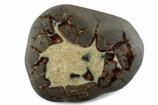 Polished Septarian Nodule End-Cut - Utah #378407