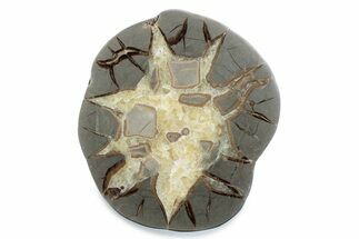 Polished Septarian Nodule Half - Utah #378434