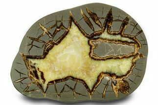 Polished Septarian Slab with Partial Ammonite Fossil - Utah #378472