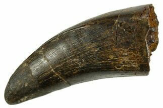 Serrated, Tyrannosaur (Nanotyrannus) Tooth - Montana #378493