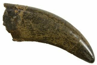Serrated, Tyrannosaur (Nanotyrannus) Tooth - Montana #378495