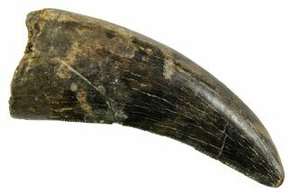 Serrated, Tyrannosaur (Nanotyrannus) Tooth - Montana #378496