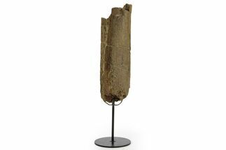 Fossil Triceratops Rib Section w/ Metal Stand - South Dakota #378507