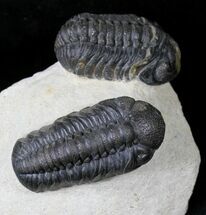 Double Phacops Trilobite Specimen - Foum Zguid, Morocco #19811