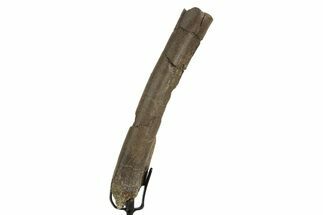 Fossil Dromaeosaurid Partial Metatarsal w/ Metal Stand #378514