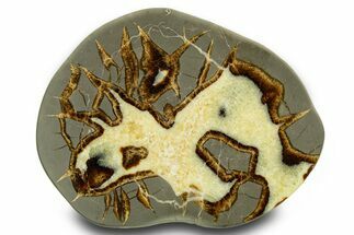 Polished Septarian Slab - Utah #378541